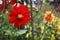 Dahlia coccinea is a species in the genus Dahlia, in the family Asteraceae. Its common name is red dahlia.Â 